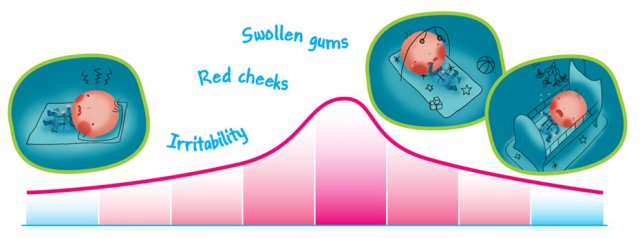 Teething-timeline