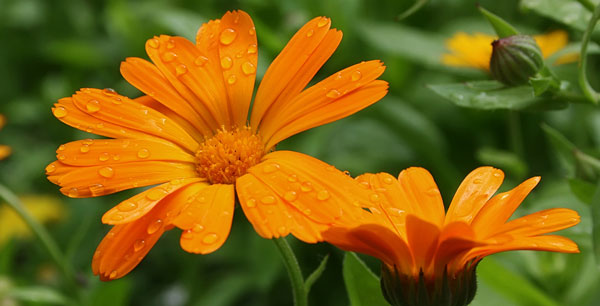 calendula